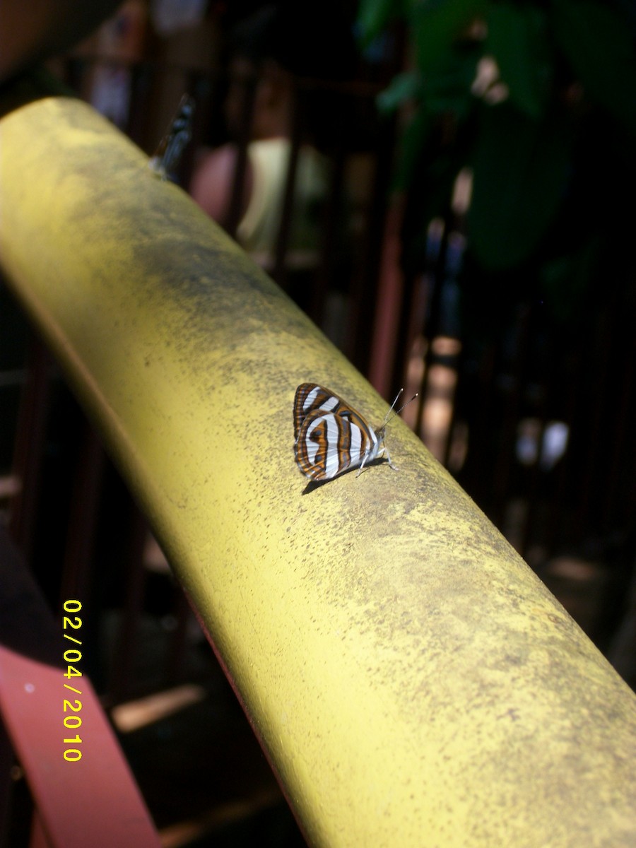 Insects - ML646916499