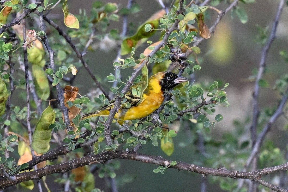 Масковый ткач - ML646916500