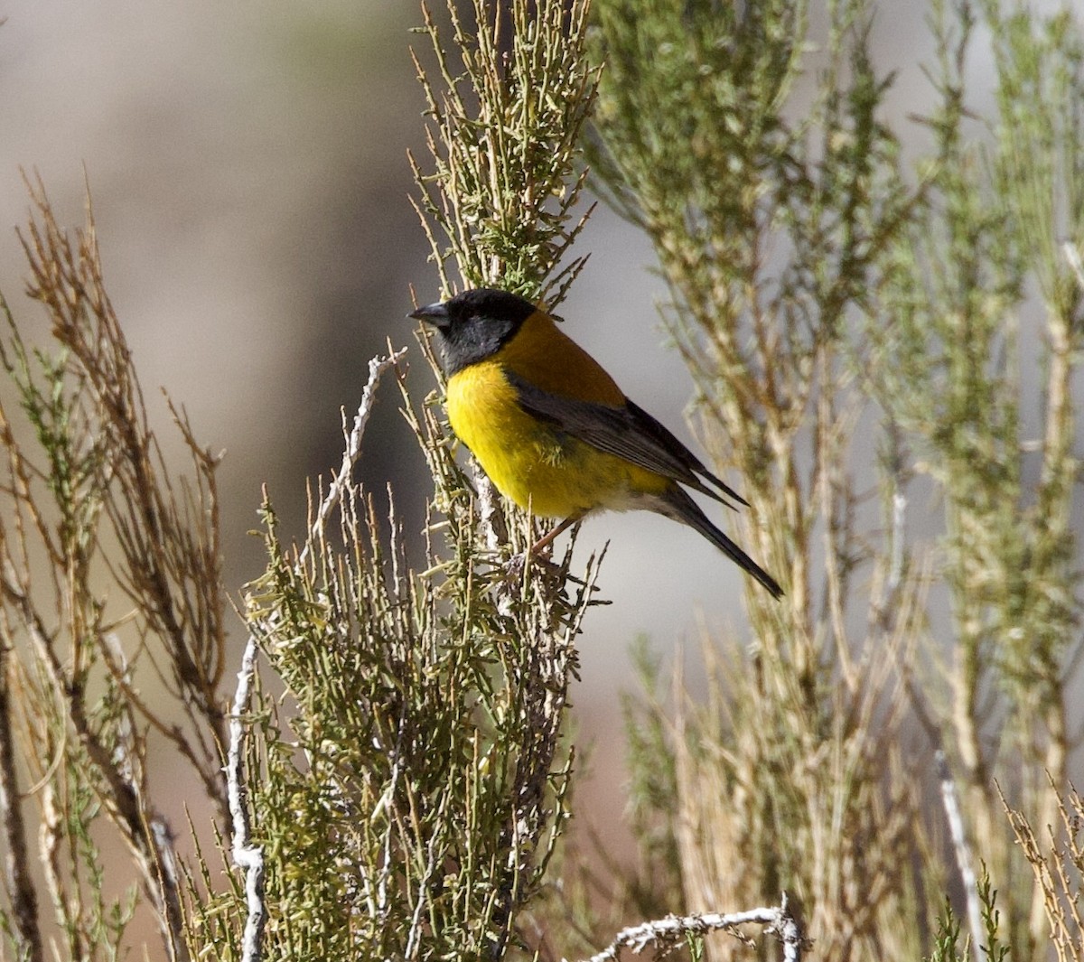 Черноголовый овсяночник - ML646916501