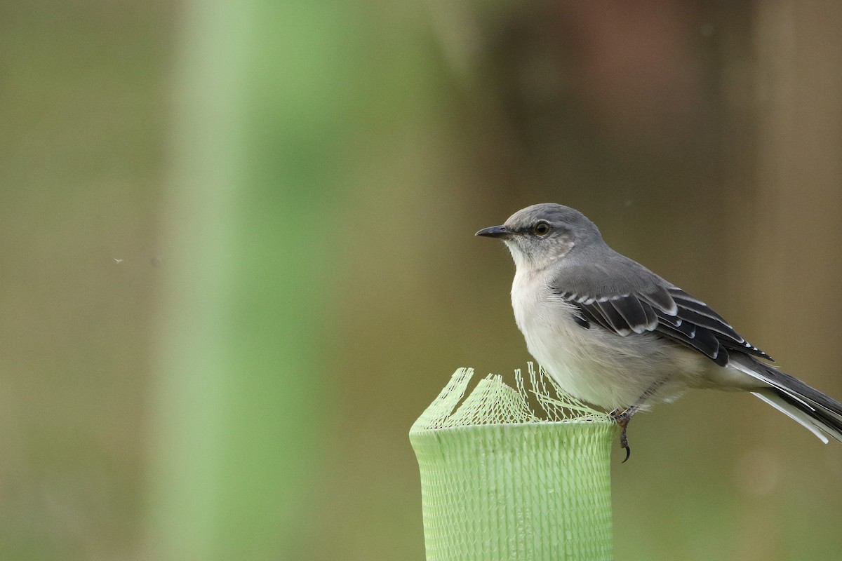 Многоголосый пересмешник - ML646916502