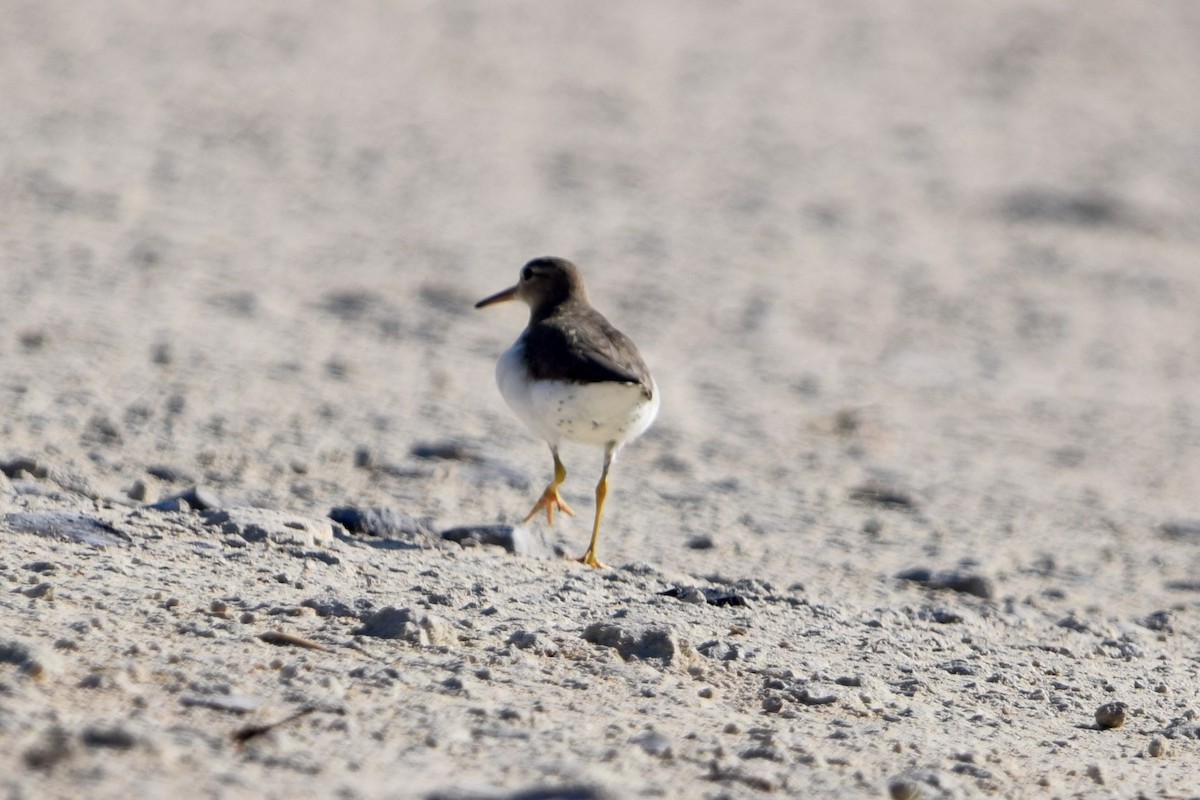 Пятнистый перевозчик - ML646916503