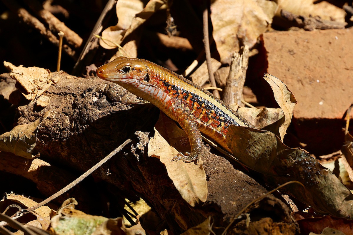 Western Girdled Lizard - ML646916504