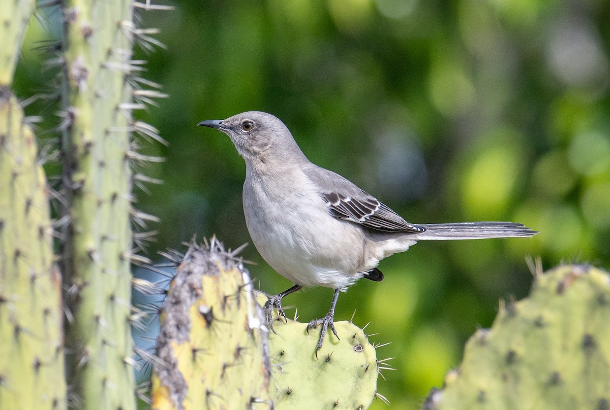 Многоголосый пересмешник - ML646916505