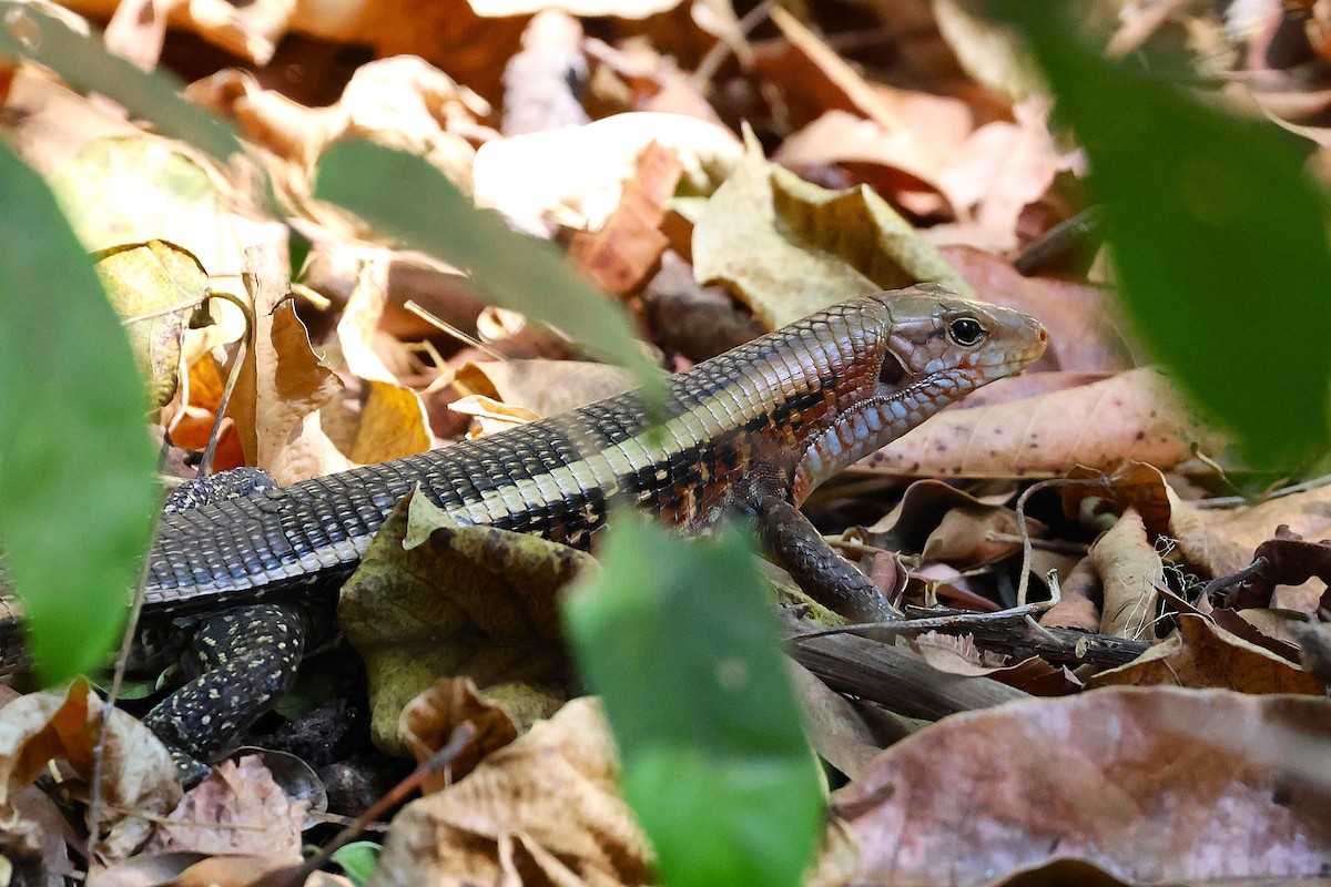 Western Girdled Lizard - ML646916506