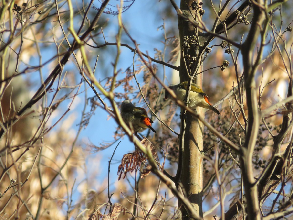 Черногорлый астрильд - ML646916508