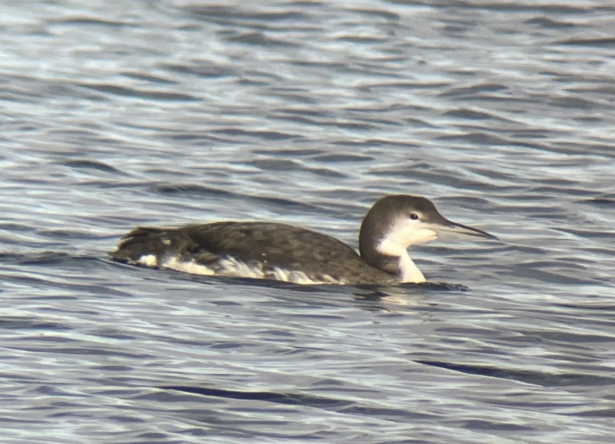 Черноклювая гагара - ML646916509