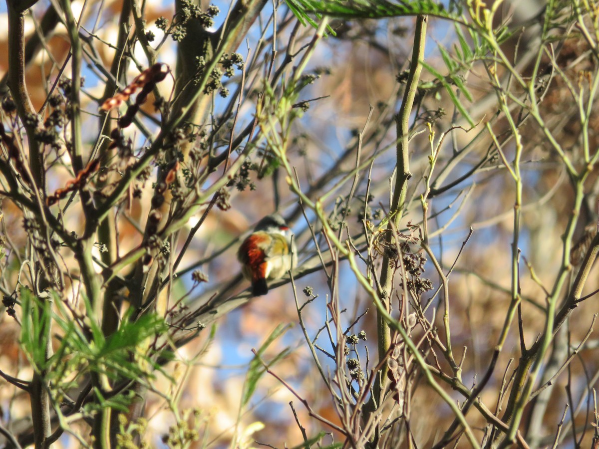 Черногорлый астрильд - ML646916511