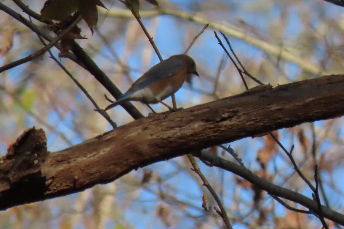 Восточная сиалия - ML646916515