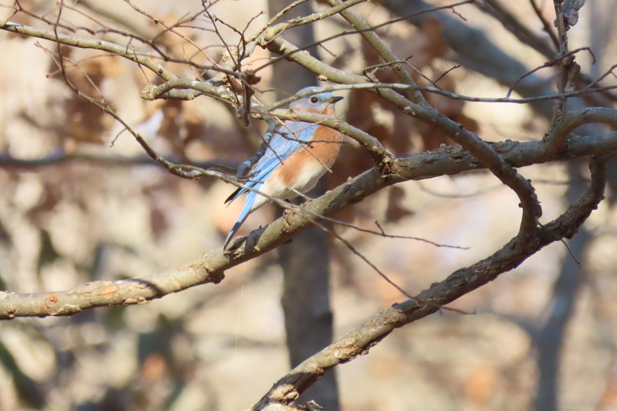 Восточная сиалия - ML646916516