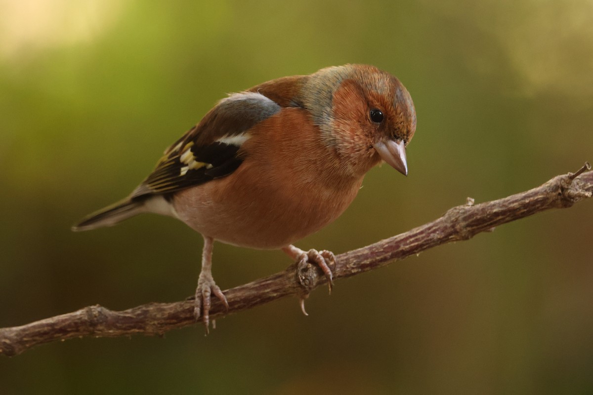 Зяблик - ML646916518