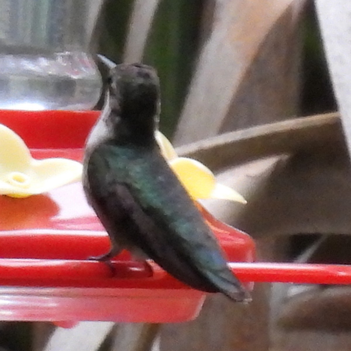 Рубиновогорлый колибри - ML646916520