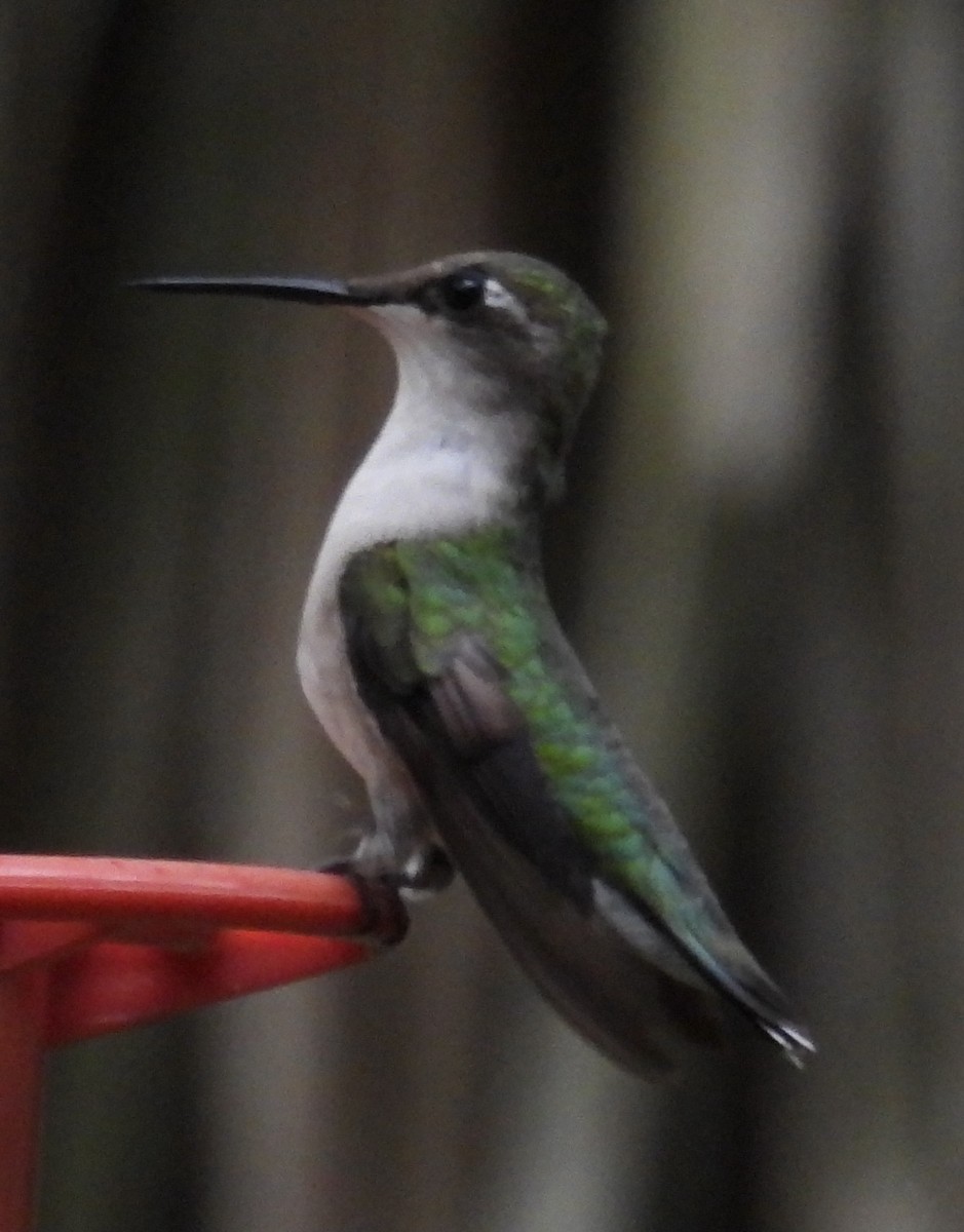 Рубиновогорлый колибри - ML646916521