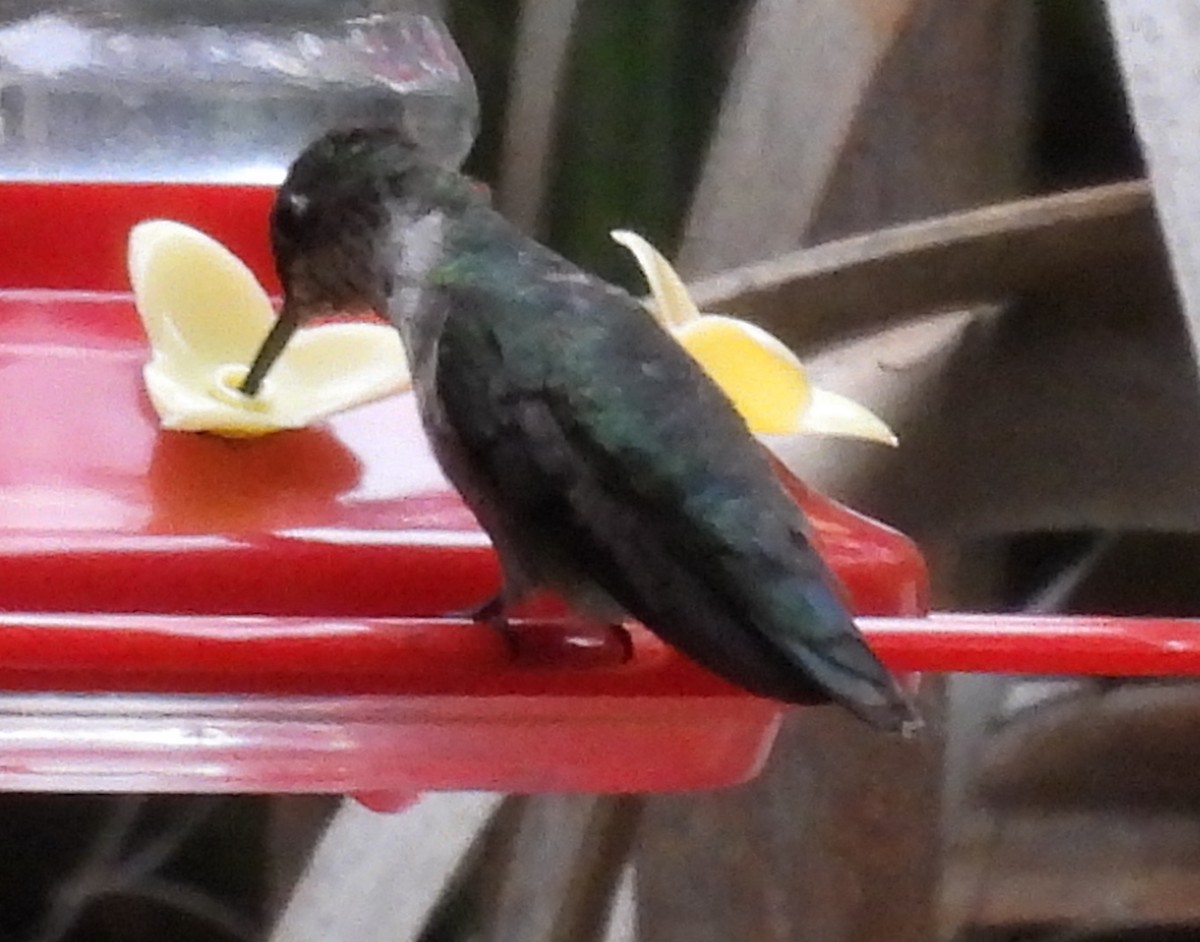 Рубиновогорлый колибри - ML646916522