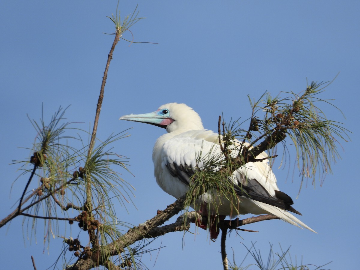 Zanga hankagorria - ML646916523