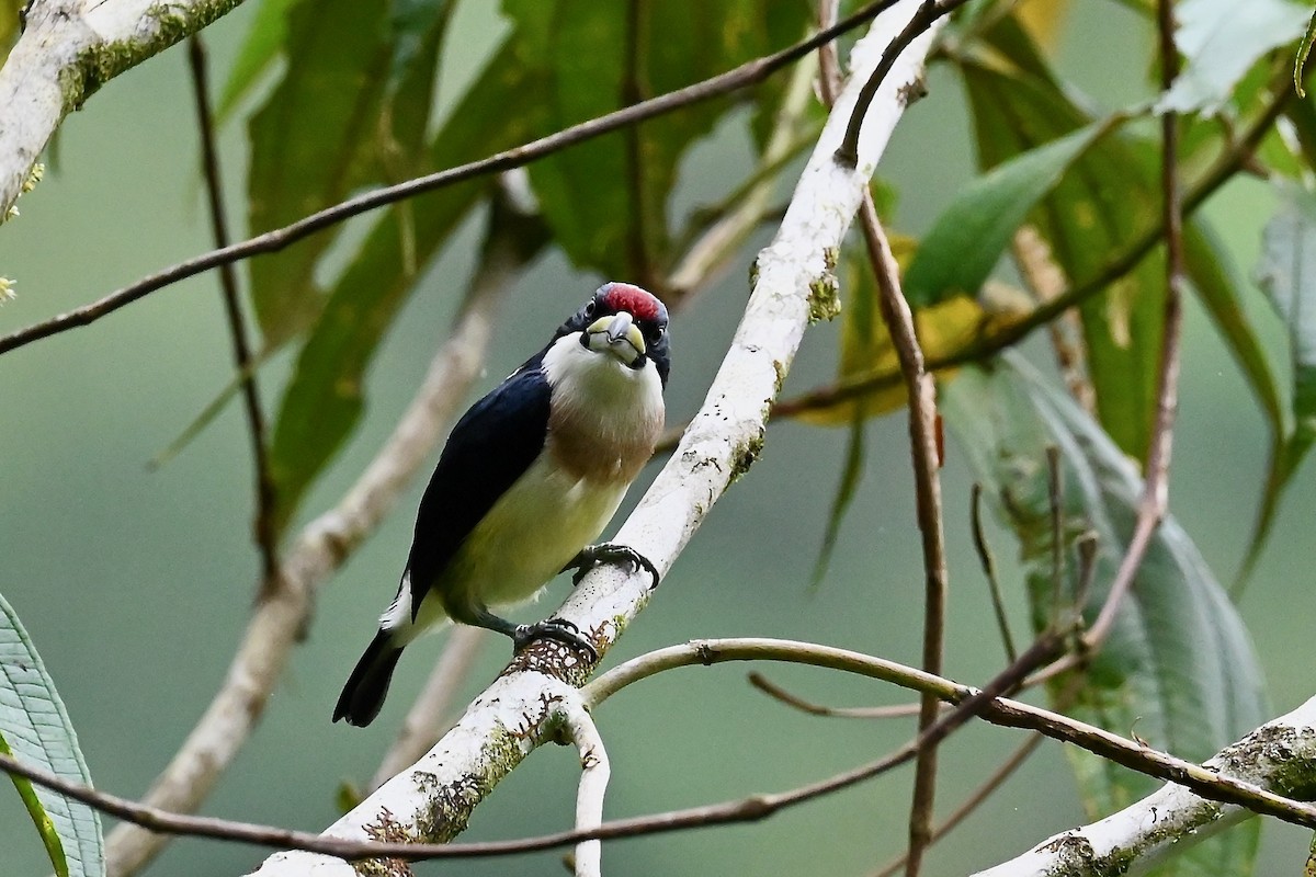 Белоспинная бородатка - ML646916524