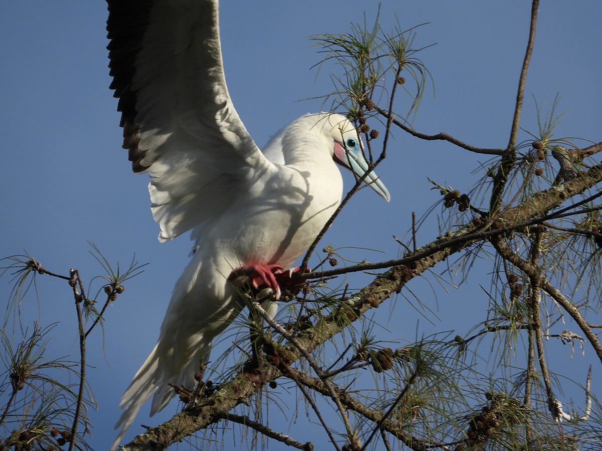 Zanga hankagorria - ML646916528