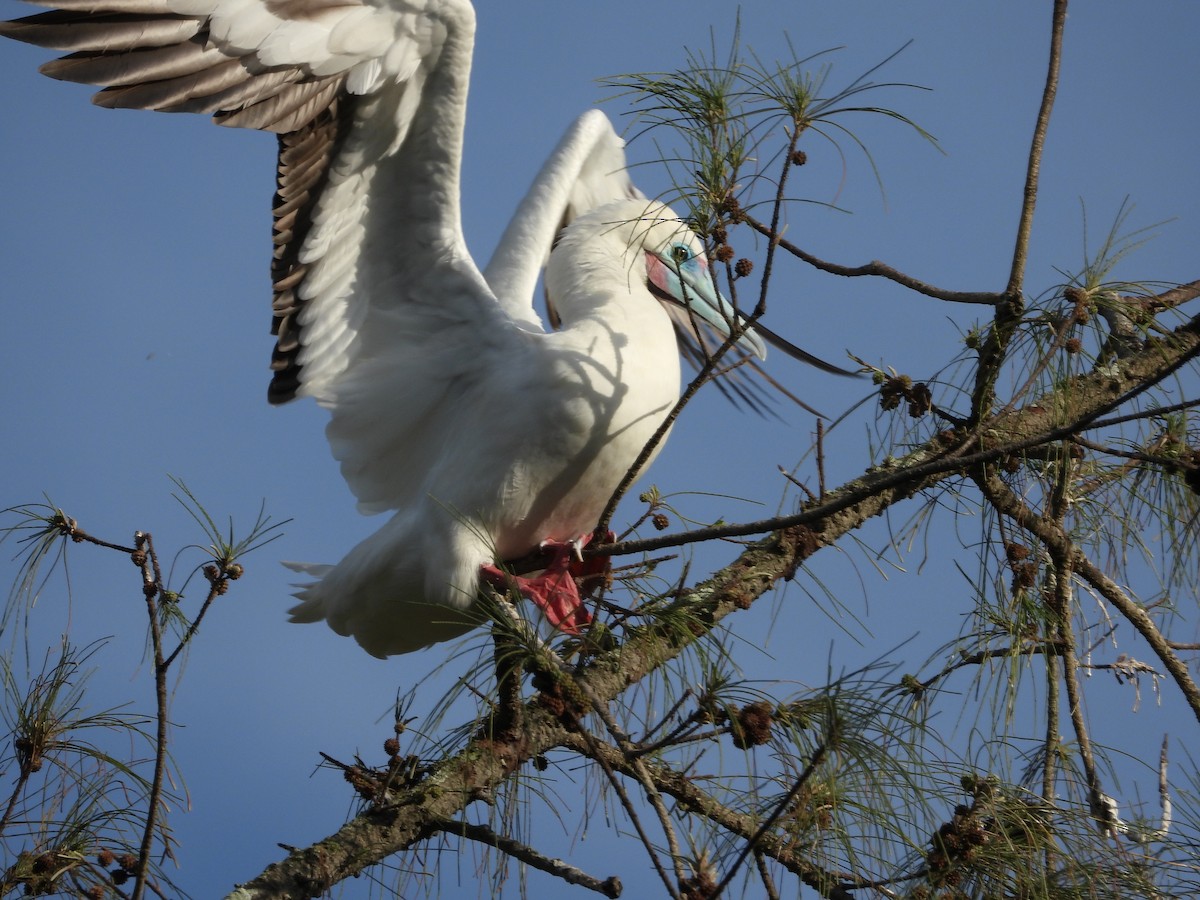 Zanga hankagorria - ML646916529