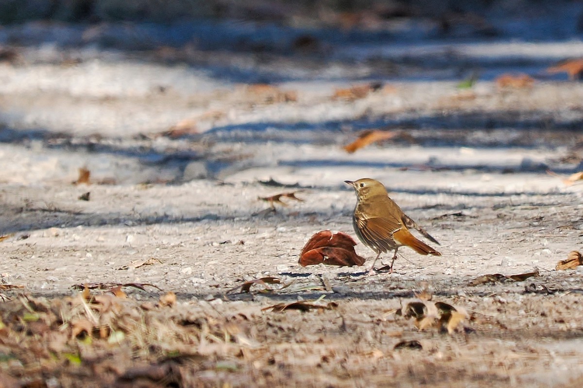 Дрозд-отшельник - ML646916530