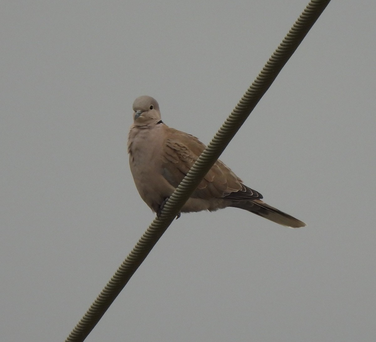 Кольчатая горлица - ML646916532