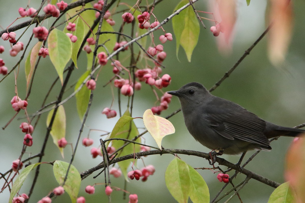 Gray Catbird - ML646916535