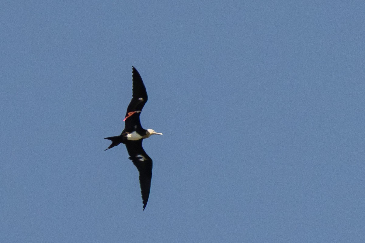 småfregattfugl - ML646916541