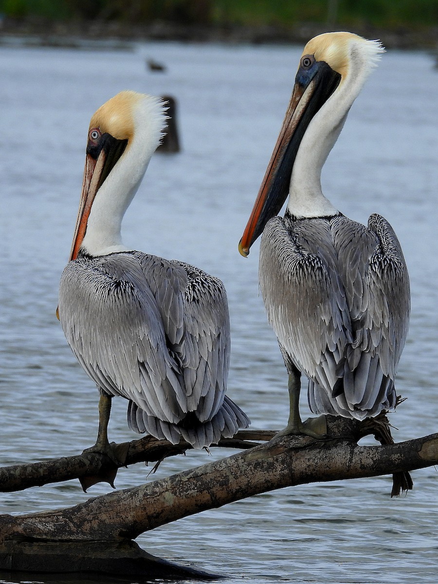 Brown Pelican - ML646916544