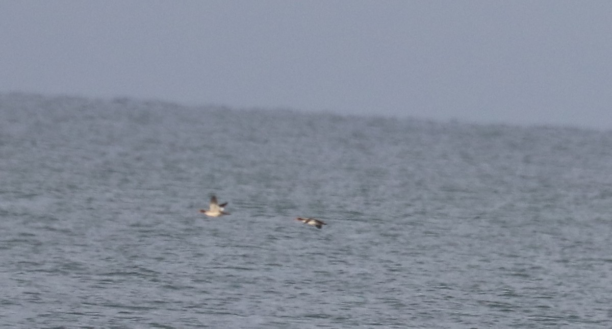 ウミアイサ - ML646916548