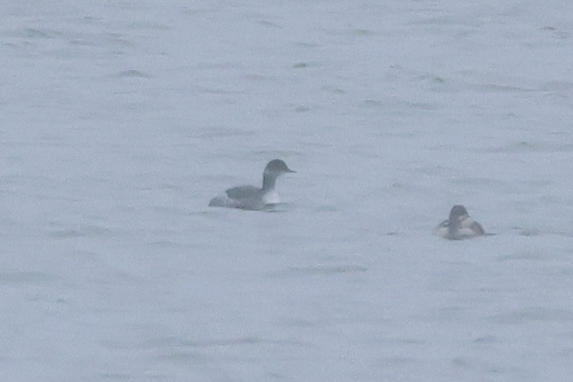 Черношейная поганка - ML646916549