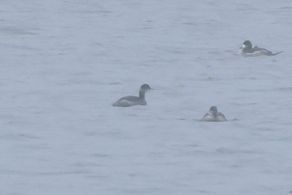 Черношейная поганка - ML646916550