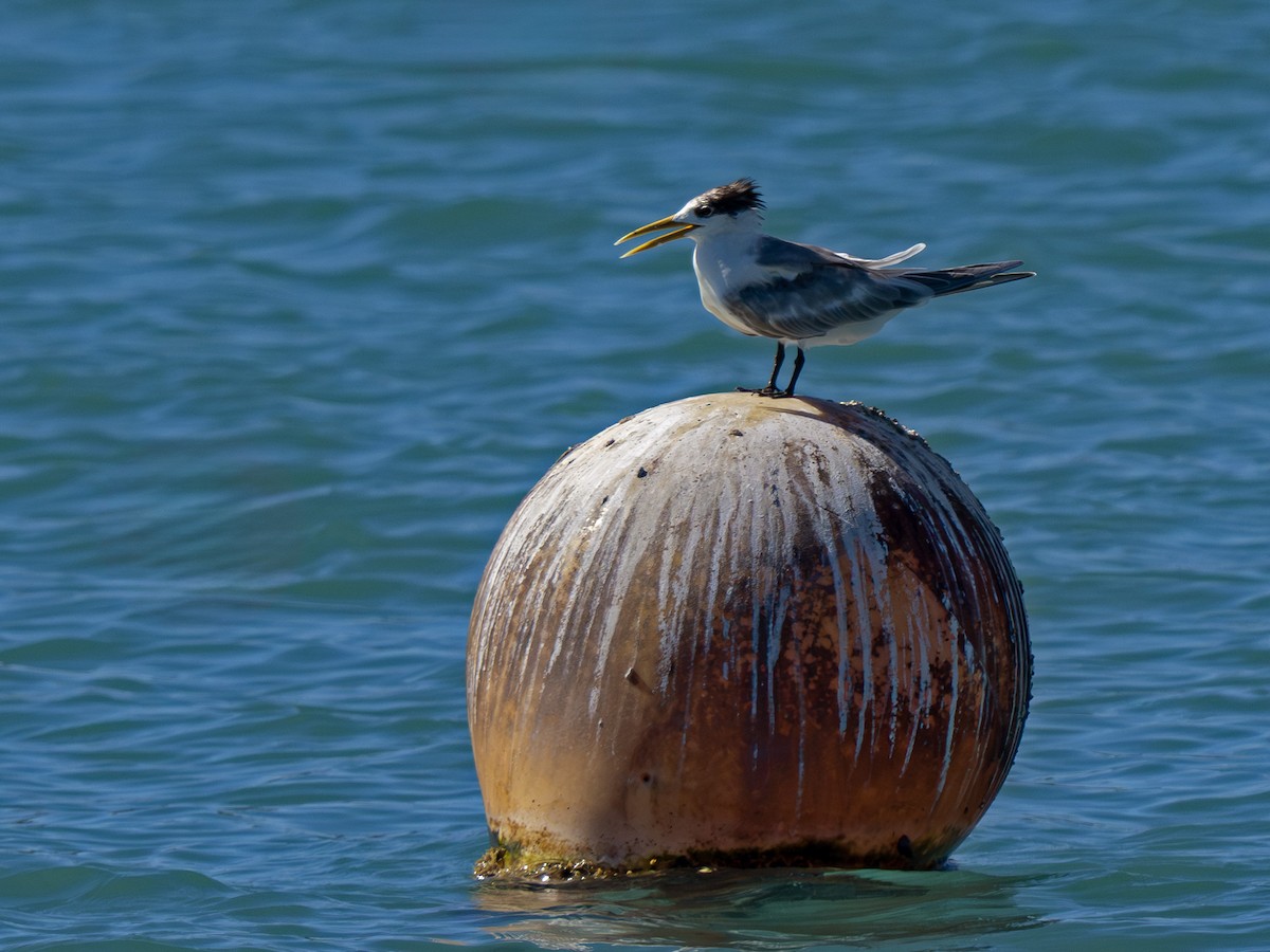 hinduterne - ML646916554