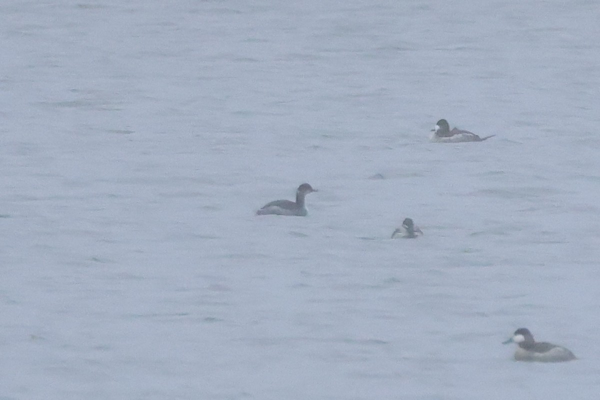 Черношейная поганка - ML646916555