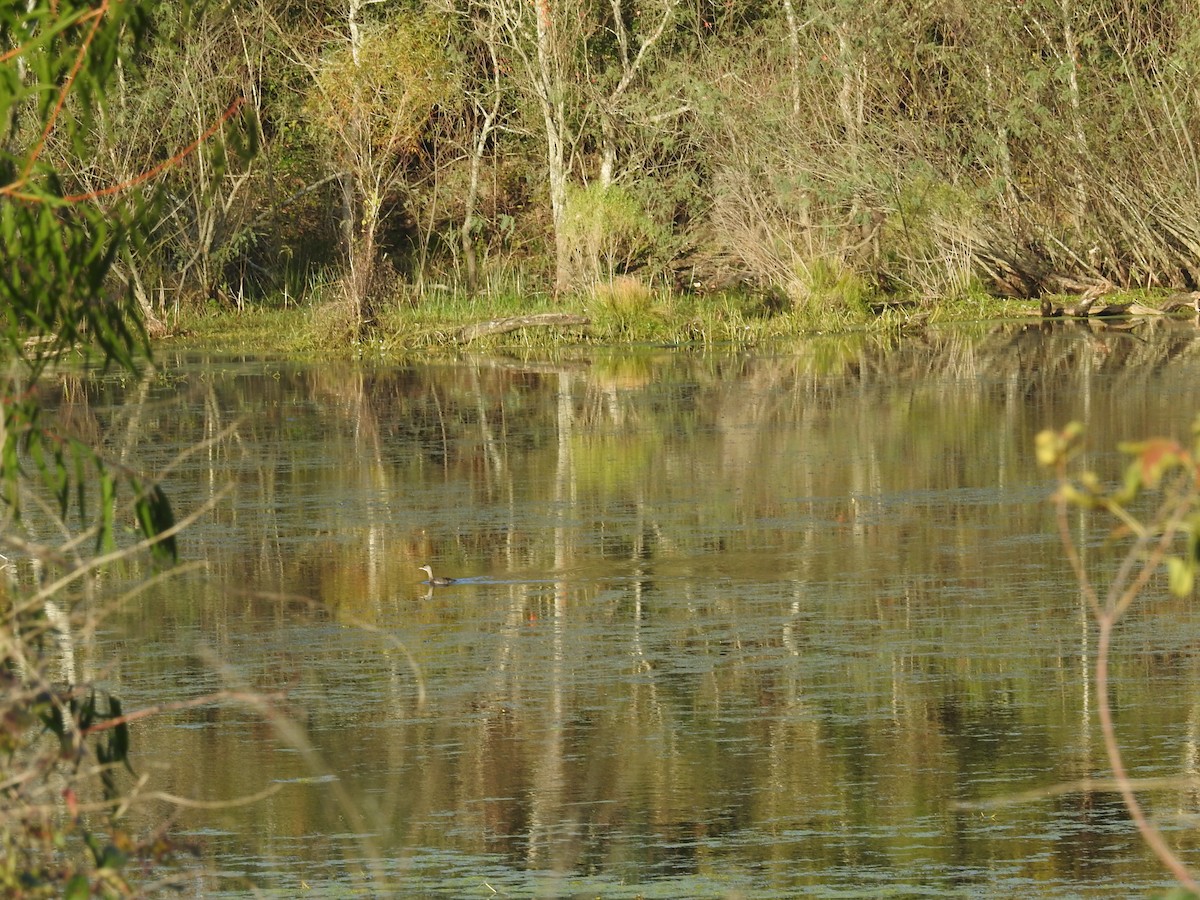 Least Grebe - ML646916557