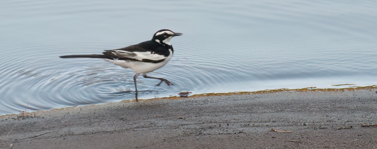 konipas africký - ML646916558