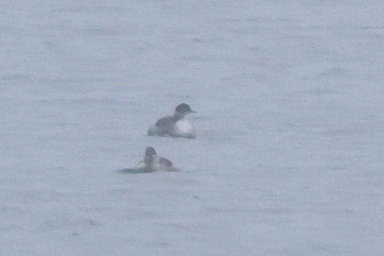 Черношейная поганка - ML646916559