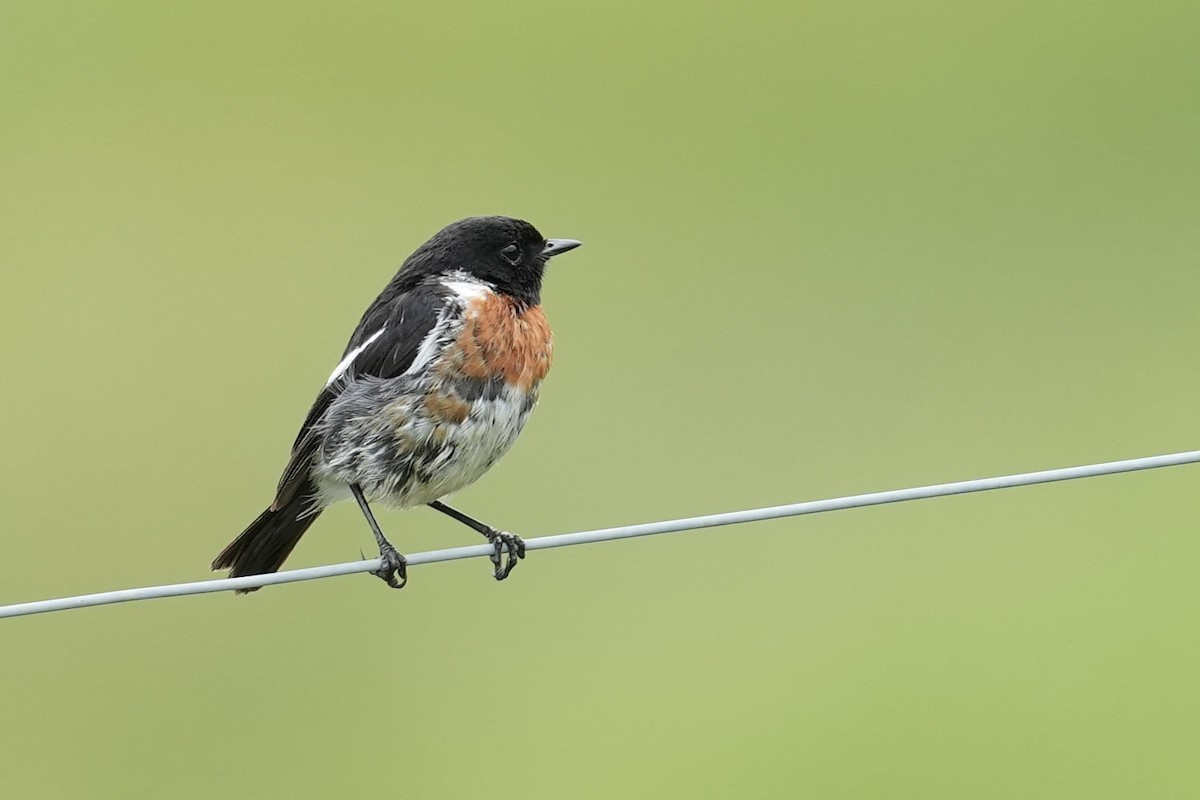 African Stonechat - ML646916560