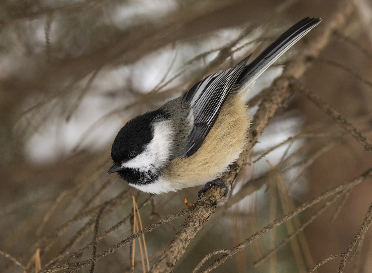 Black-capped Chickadee - ML646916561
