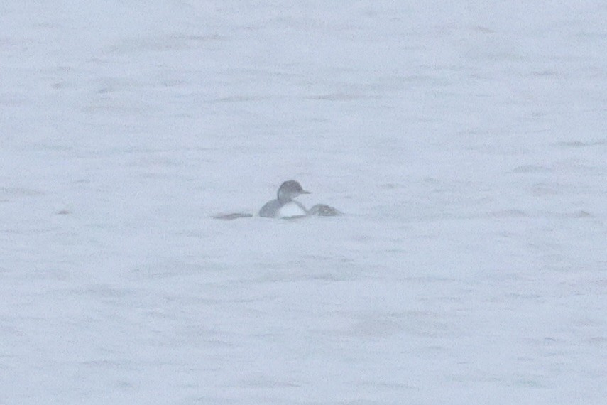 Черношейная поганка - ML646916562