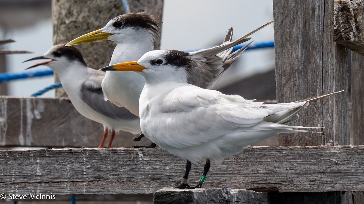 kinaterne - ML646916564