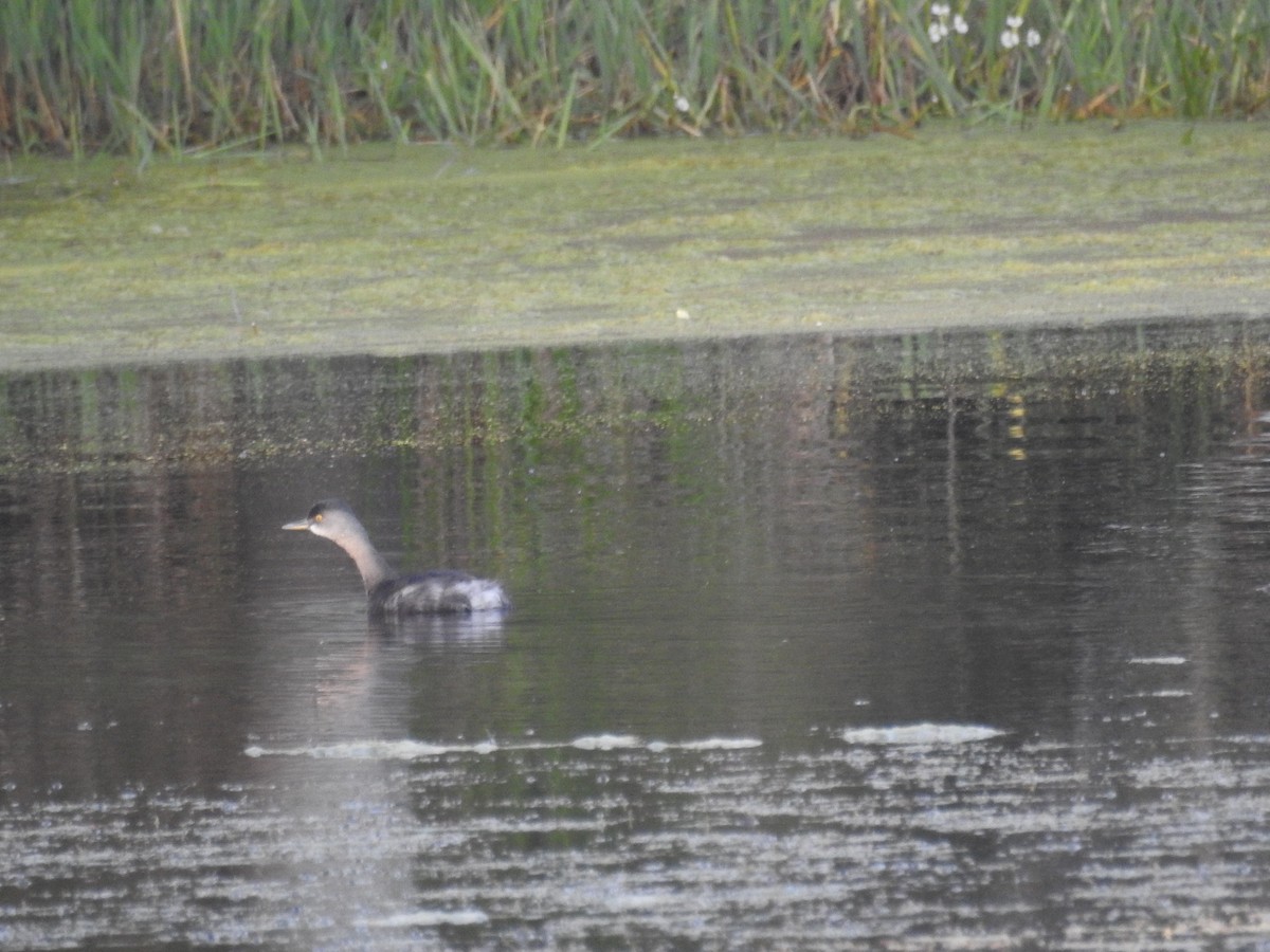 Least Grebe - ML646916567