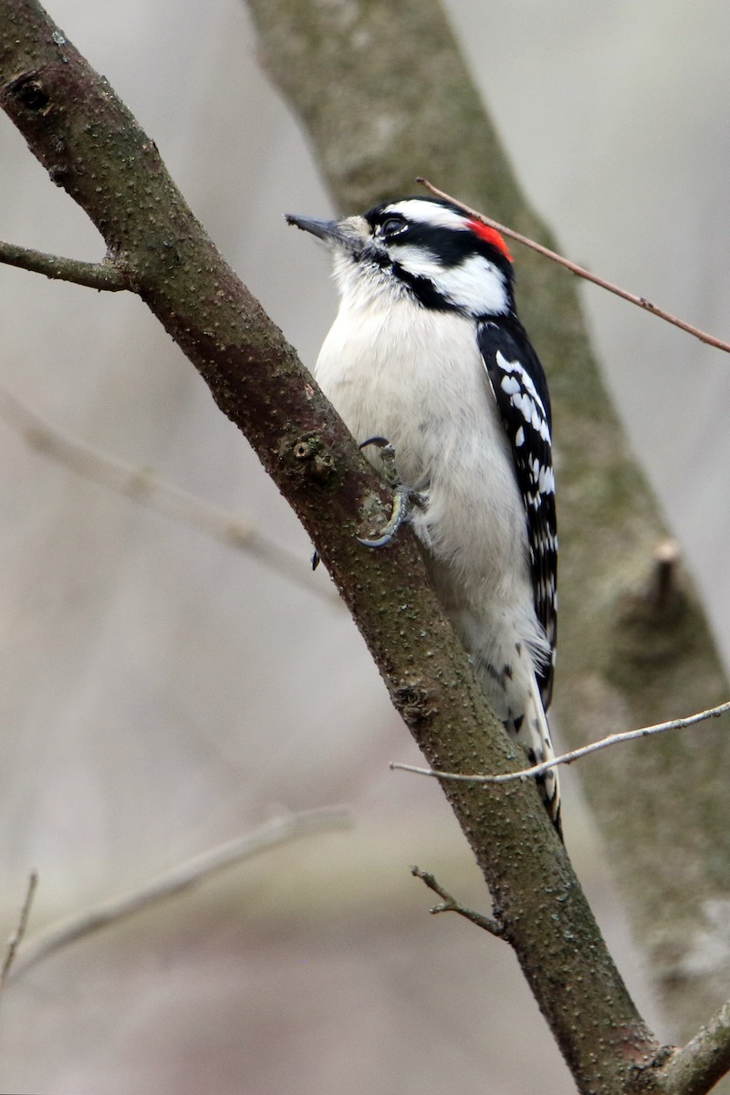 Downy Woodpecker - ML646916569