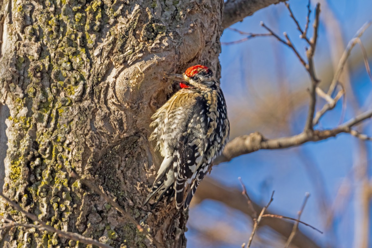 Yellow-bellied Sapsucker - ML646916576