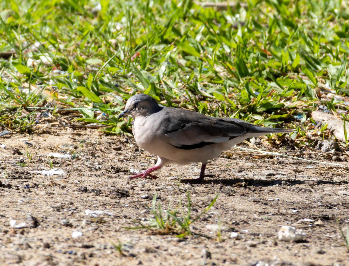 Picui Ground Dove - ML646916577