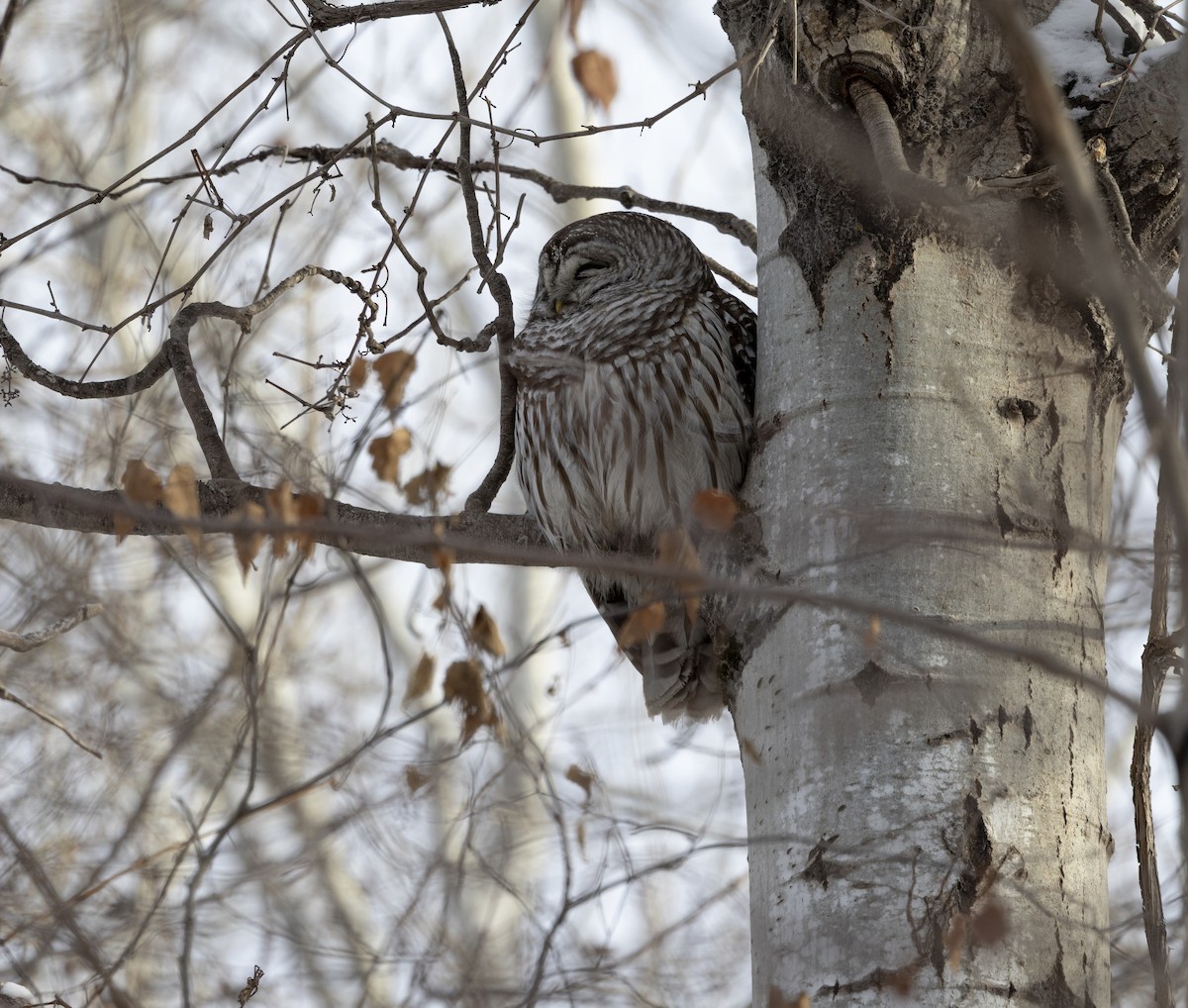 Barred Owl - ML646916578