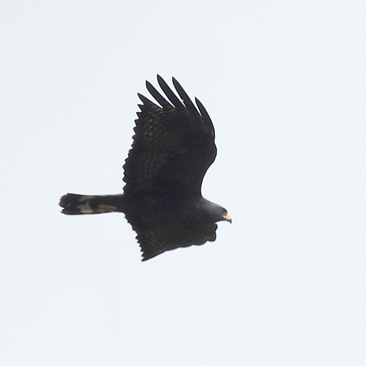 Zone-tailed Hawk - ML646916579