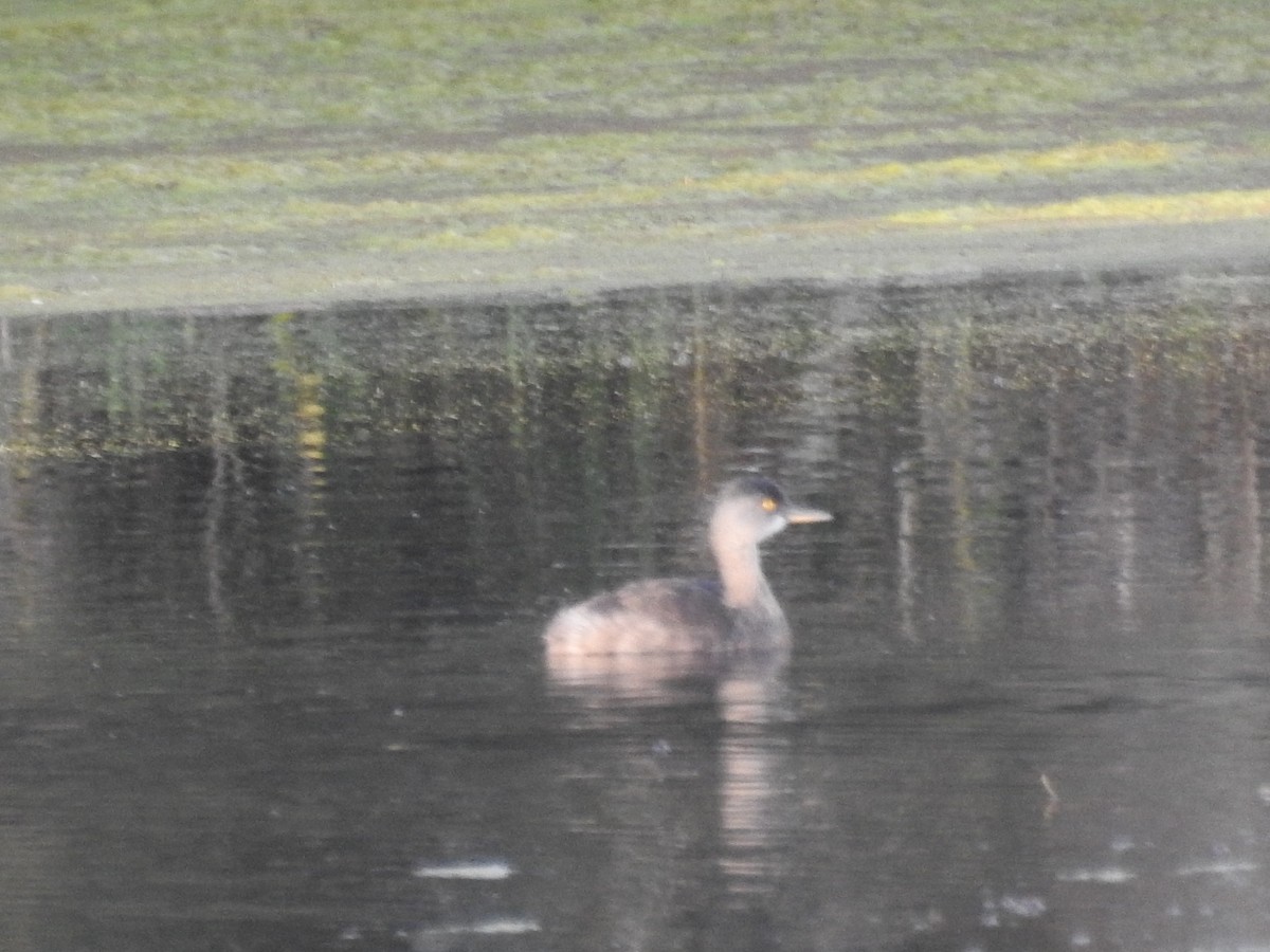 Least Grebe - ML646916580