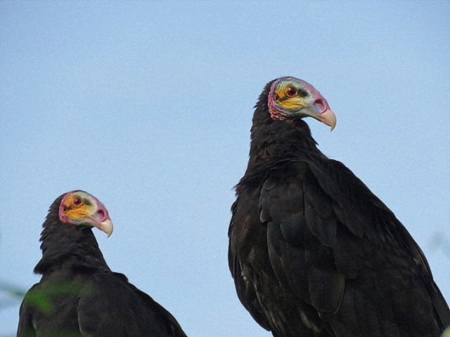 myrkondor - ML646916583