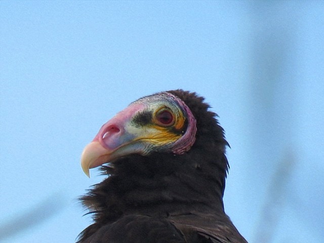 myrkondor - ML646916587