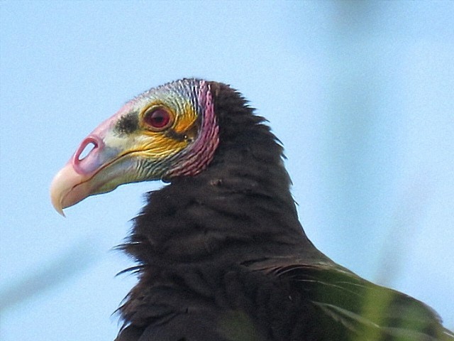 myrkondor - ML646916588