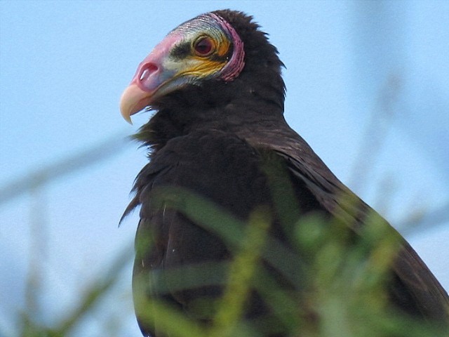 myrkondor - ML646916589