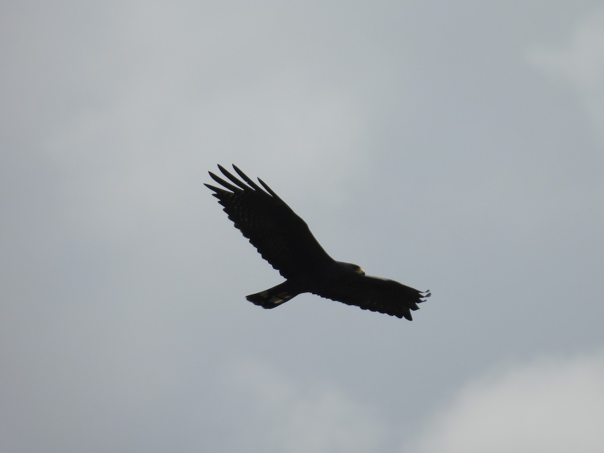 Zone-tailed Hawk - ML646916590